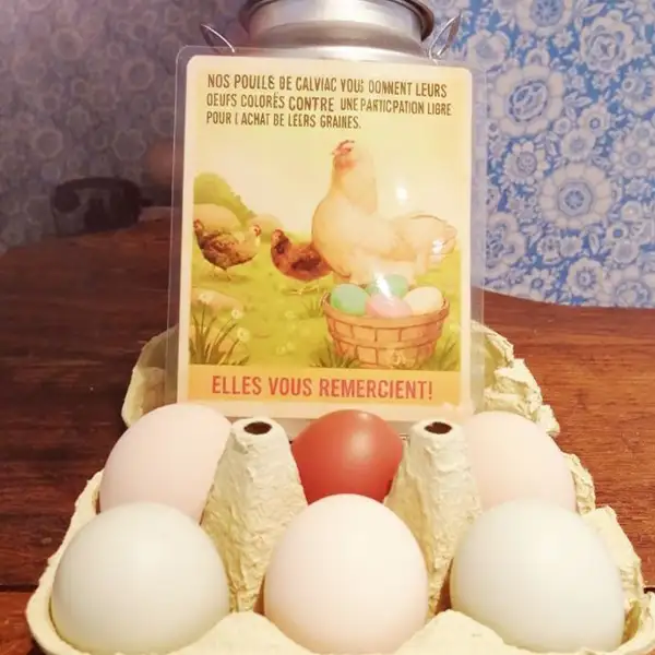 Les oeufs de nos poules