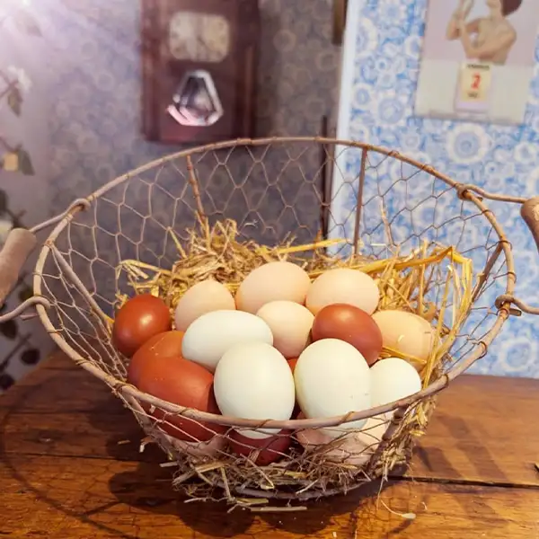 Oeufs de couleurs frais de nos poules